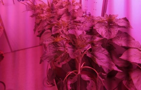 The-Modular-Plant-Chamber-_0000_7.-PHOTO-2017-02-27-12-40-35