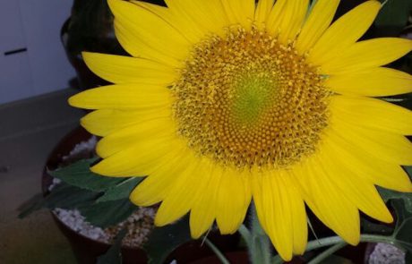 The-Modular-Plant-Chamber-_0001_6.-PHOTO-2016-04-26-08-03-32