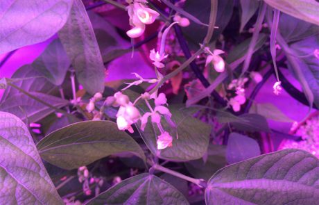 The-Modular-Plant-Chamber-_0002_12.-2017-07-13-16.08.14