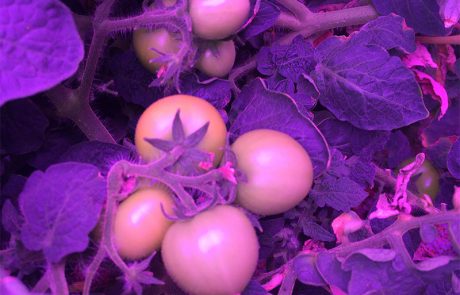 The-Modular-Plant-Chamber-_0003_13.-2017-07-13-16.08.31